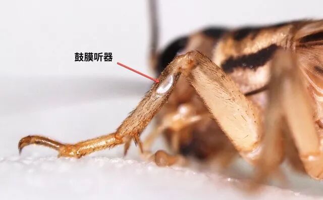 一句话概括蟋蟀爱唱爱斗有情调