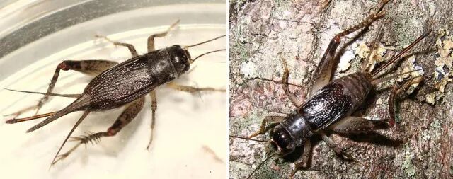 一句话概括蟋蟀爱唱爱斗有情调