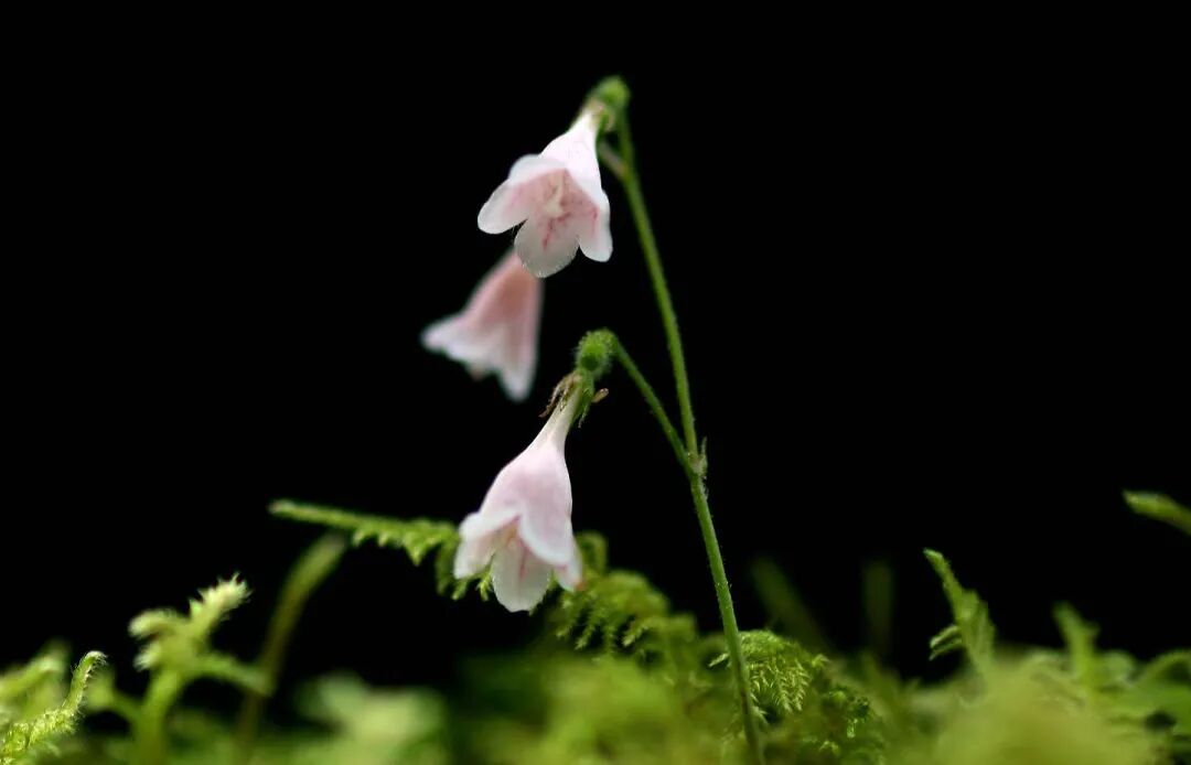 今天是林奈生日向好友安利林奈木你就能喜提sci