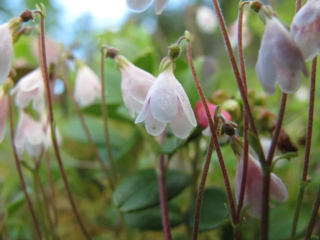 今天是林奈生日向好友安利林奈木你就能喜提sci