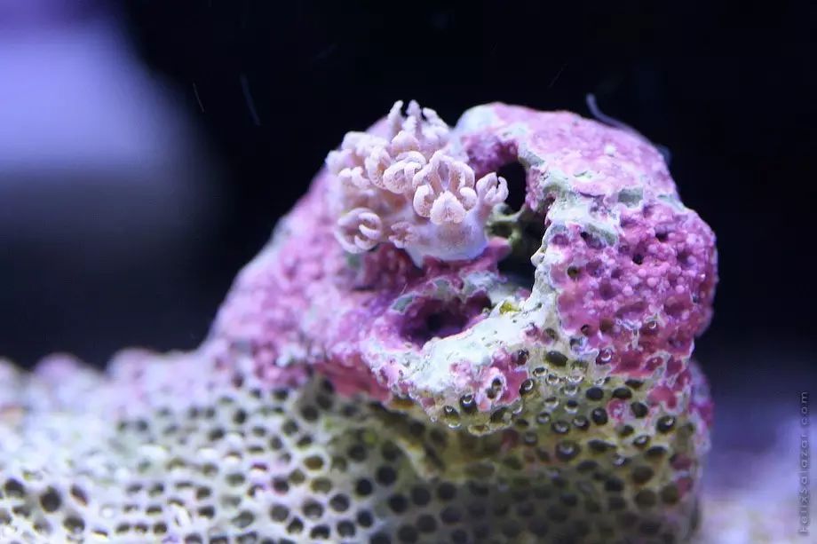 来看看珊瑚里的小秘密触手系密集恐惧者慎入
