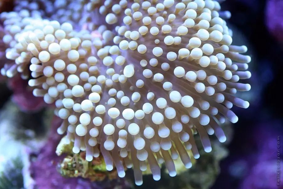 珊瑚虫 触须图片