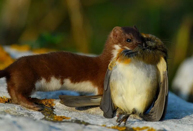 这么可爱的伶鼬怎么会是个吃脑子的狂热捕食者