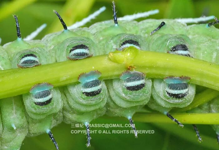 南方虫子都很大比如脸那么大的扑棱蛾子