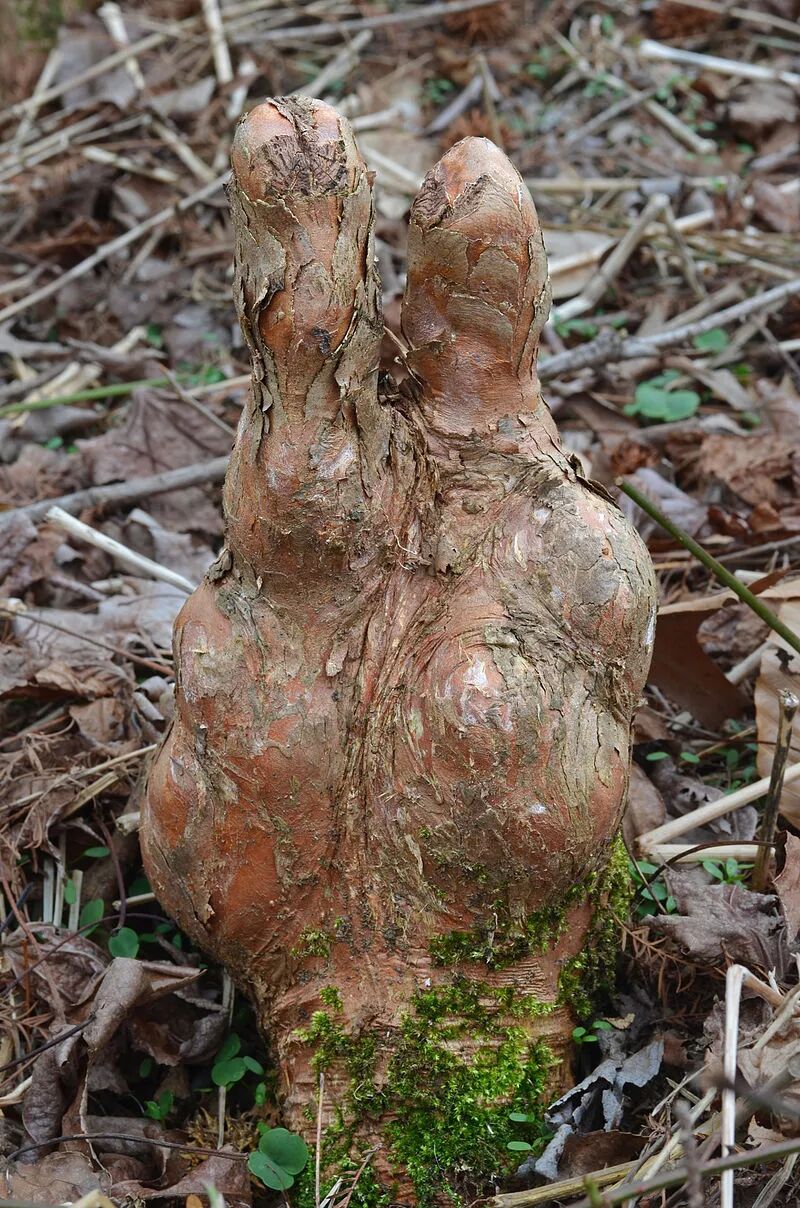 落羽杉的呼吸根.