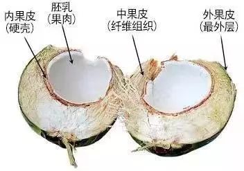 椰子结构图图片
