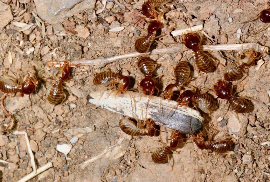 南方恐怖故事:成群结队的白蚁又来啦