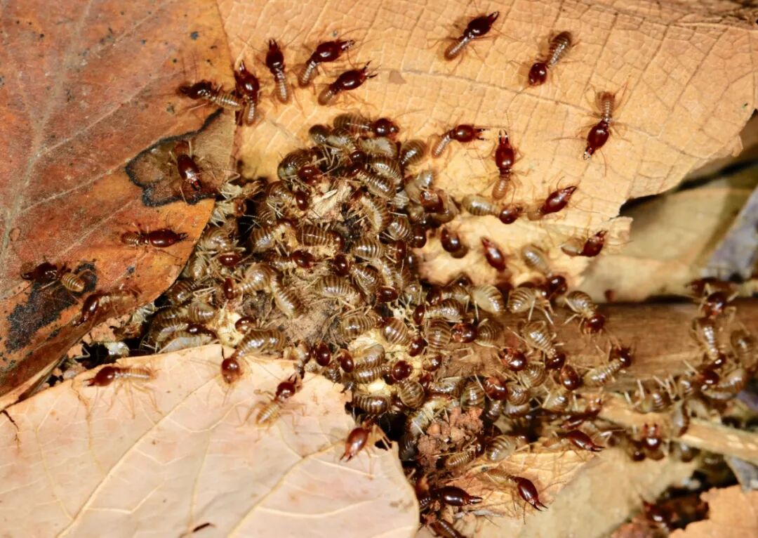 南方恐怖故事:成群结队的白蚁又来啦