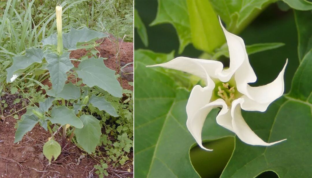 曼陀罗泡酒你这是自饮蒙汗药呀