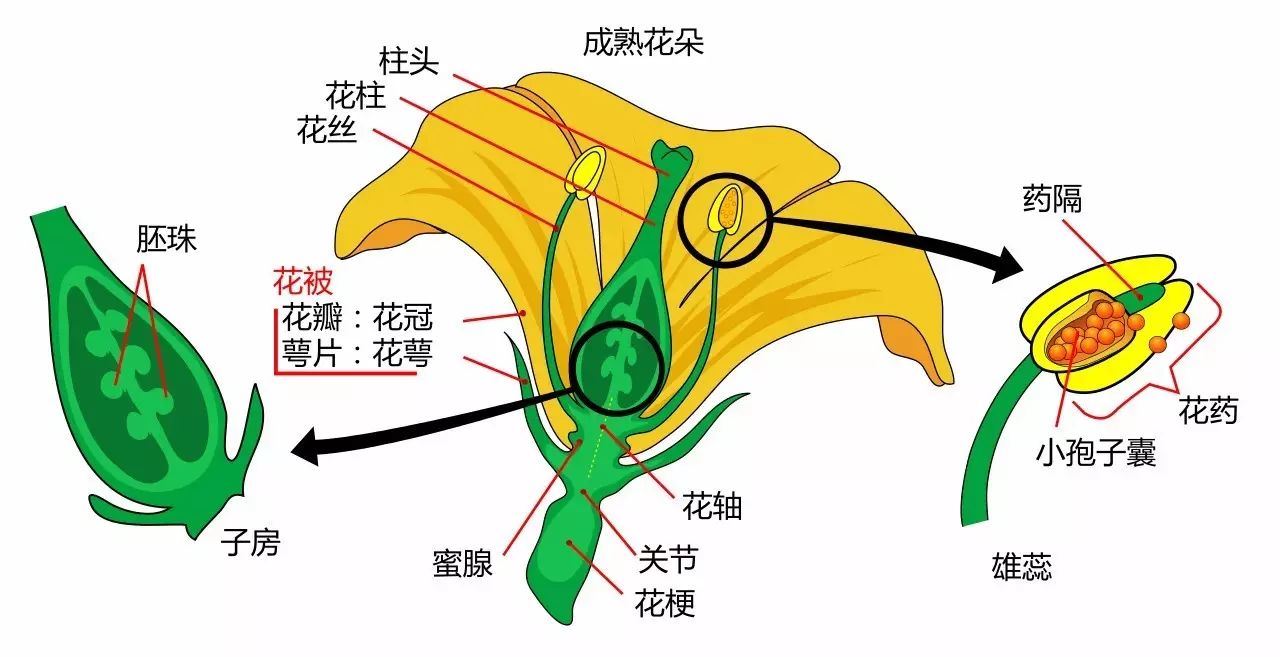 眾所周知,植物的生殖器官是花(此處主要討論被子植物),交配真正用到的