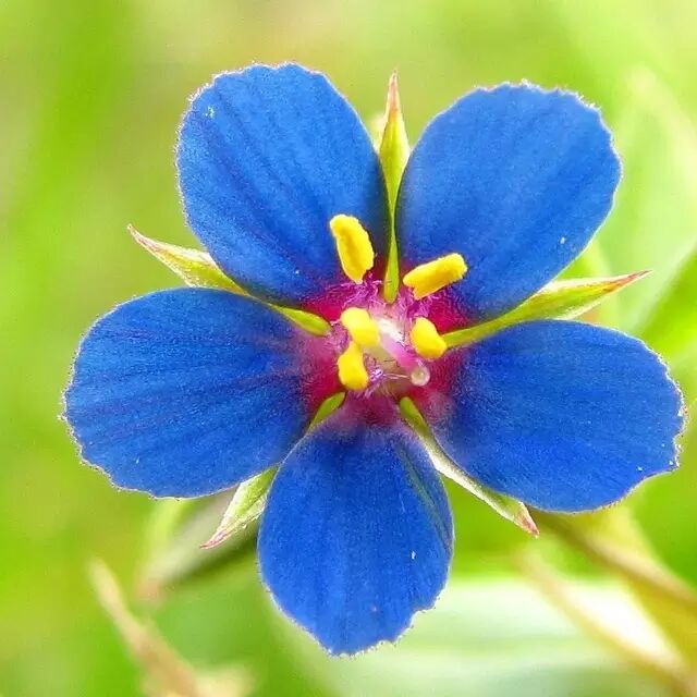 七片花瓣的小花并不是只出现在童话里