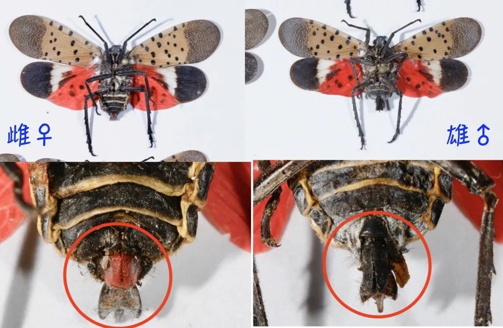 斑衣蜡蝉的前翅是灰色的,上面有一些黑色的小圆斑,而后翅则是以红色为