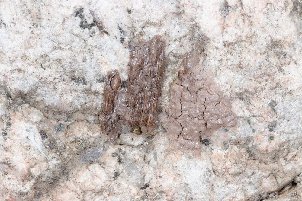 而雌虫会将卵产在寄主植物的树干上,斑衣蜡蝉最常见的寄主植物就是