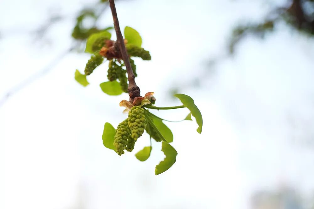 气温满30减15又怎样,花都是想开就开!| 果壳 科技有意思