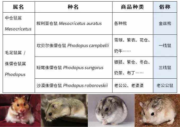 养过仓鼠吗你知道仓鼠是要洗澡的吗