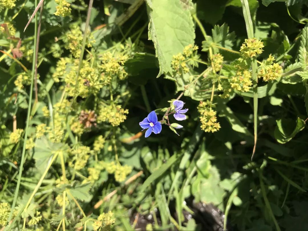 超萌小草花 又名狗蛋蛋 自由微信 Freewechat