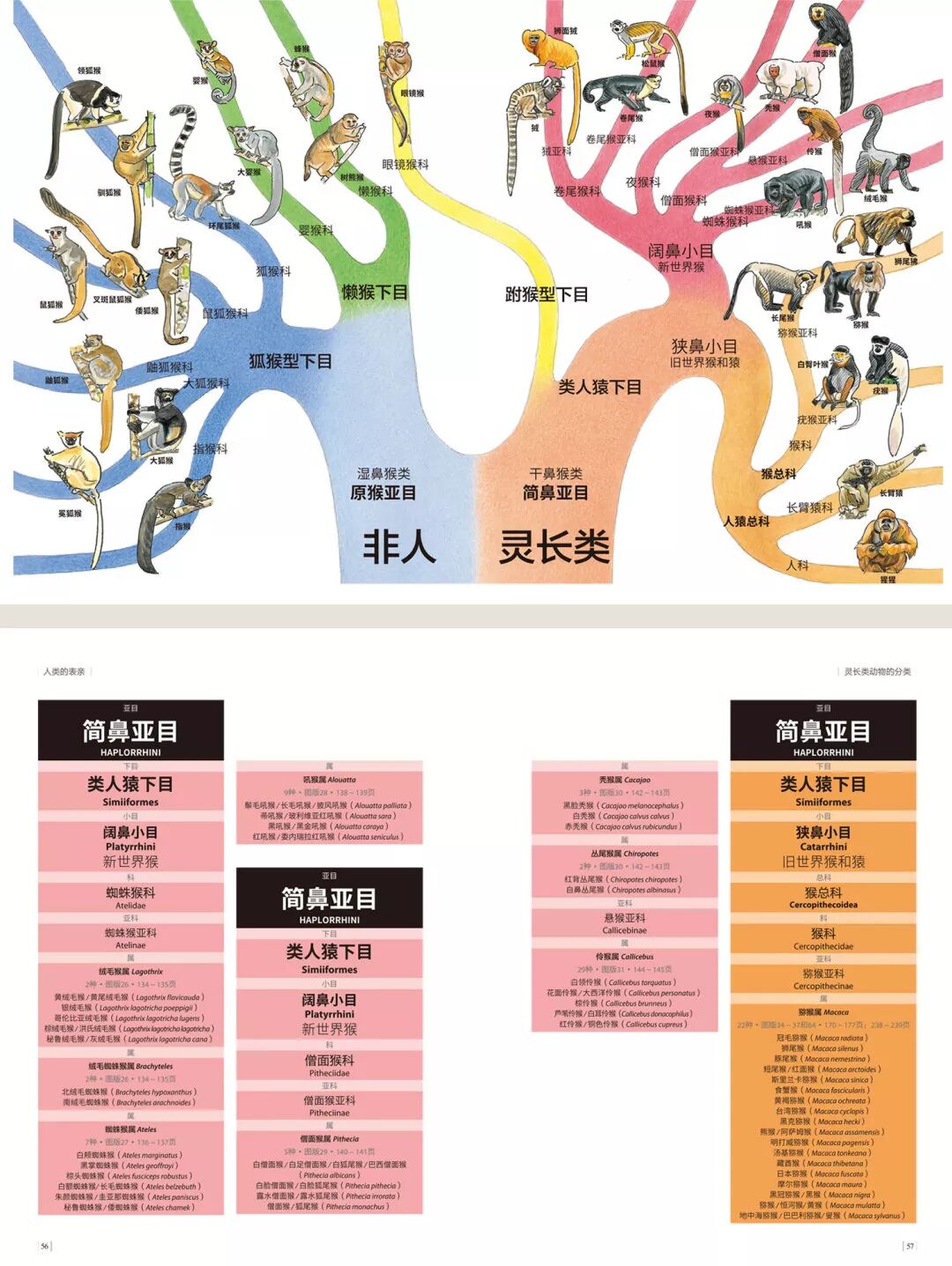 书中用不同颜色梳理灵长类动物的分类物种的介绍摒弃了那种传统百科