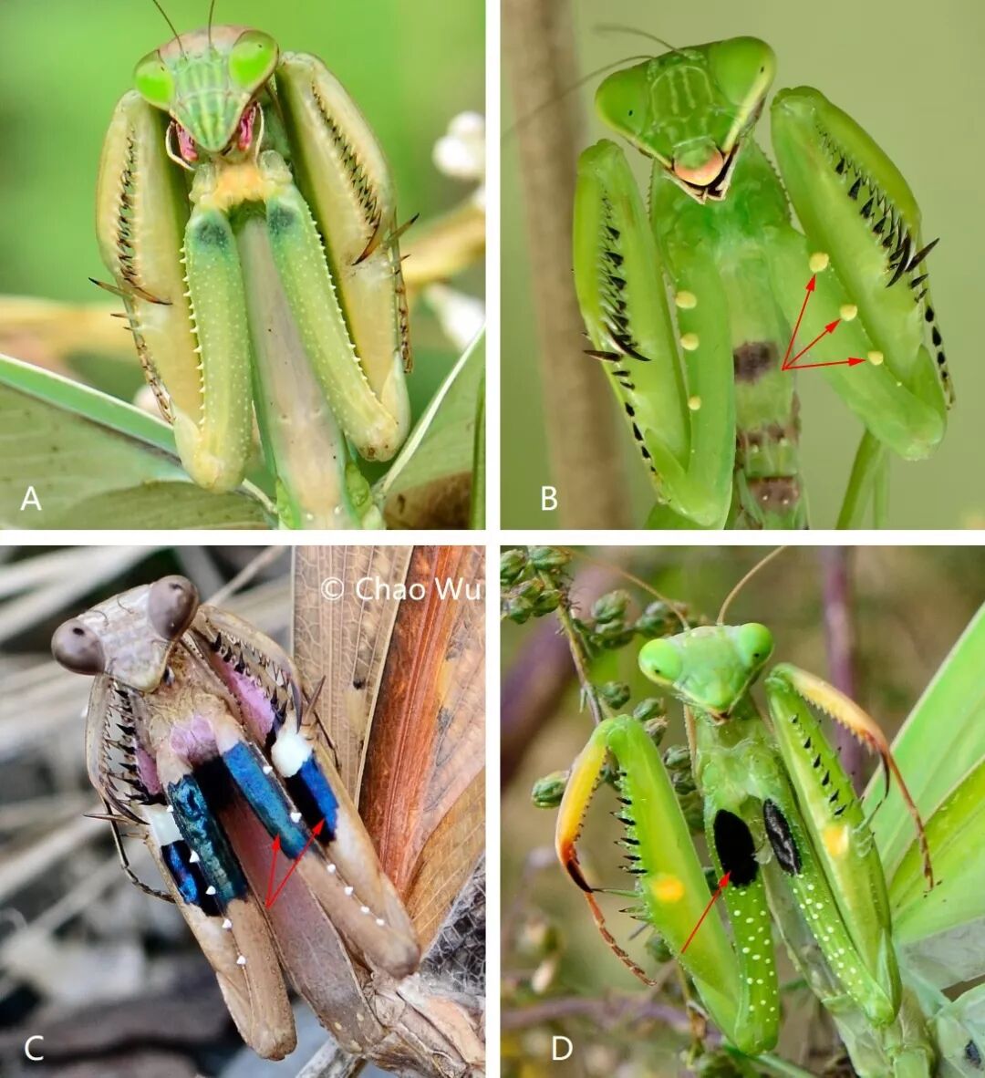 摄影:吴小咖是个好孩子中华刀螳非常常见,且适应力很好,是近年兴起的