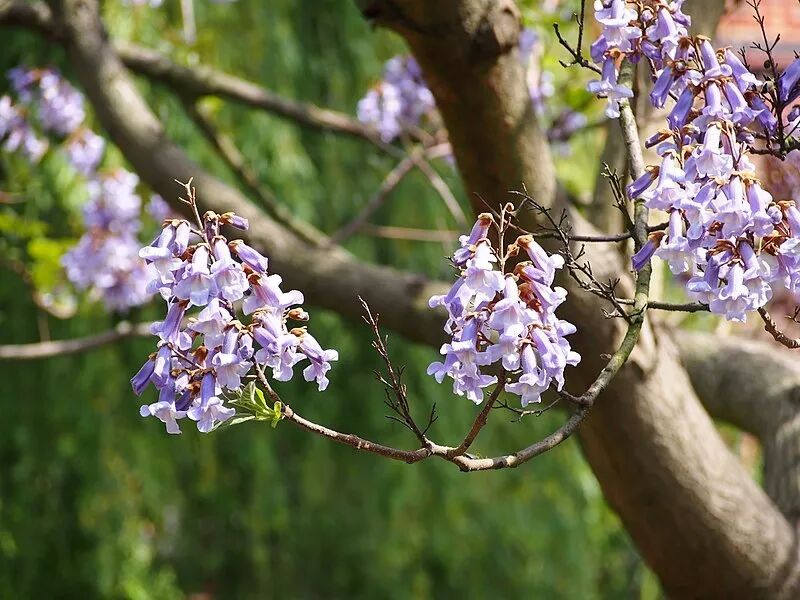 毛泡桐:树上美入云霄,树下滑人一跤