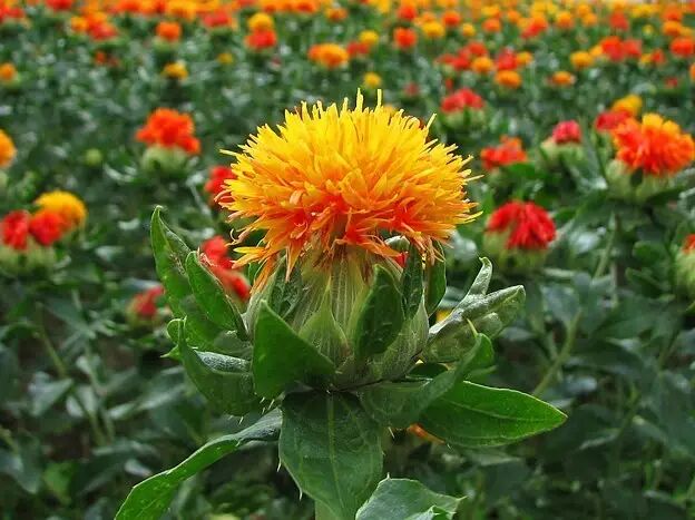 人類為了化妝好看 都幹出過什麼事 連蟲癭都敢往牙上抹啊 果殼網 微文庫