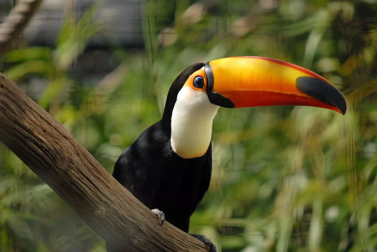 動物園的巨嘴鳥需要喝茶 這是為什麼 物種日曆 微文庫