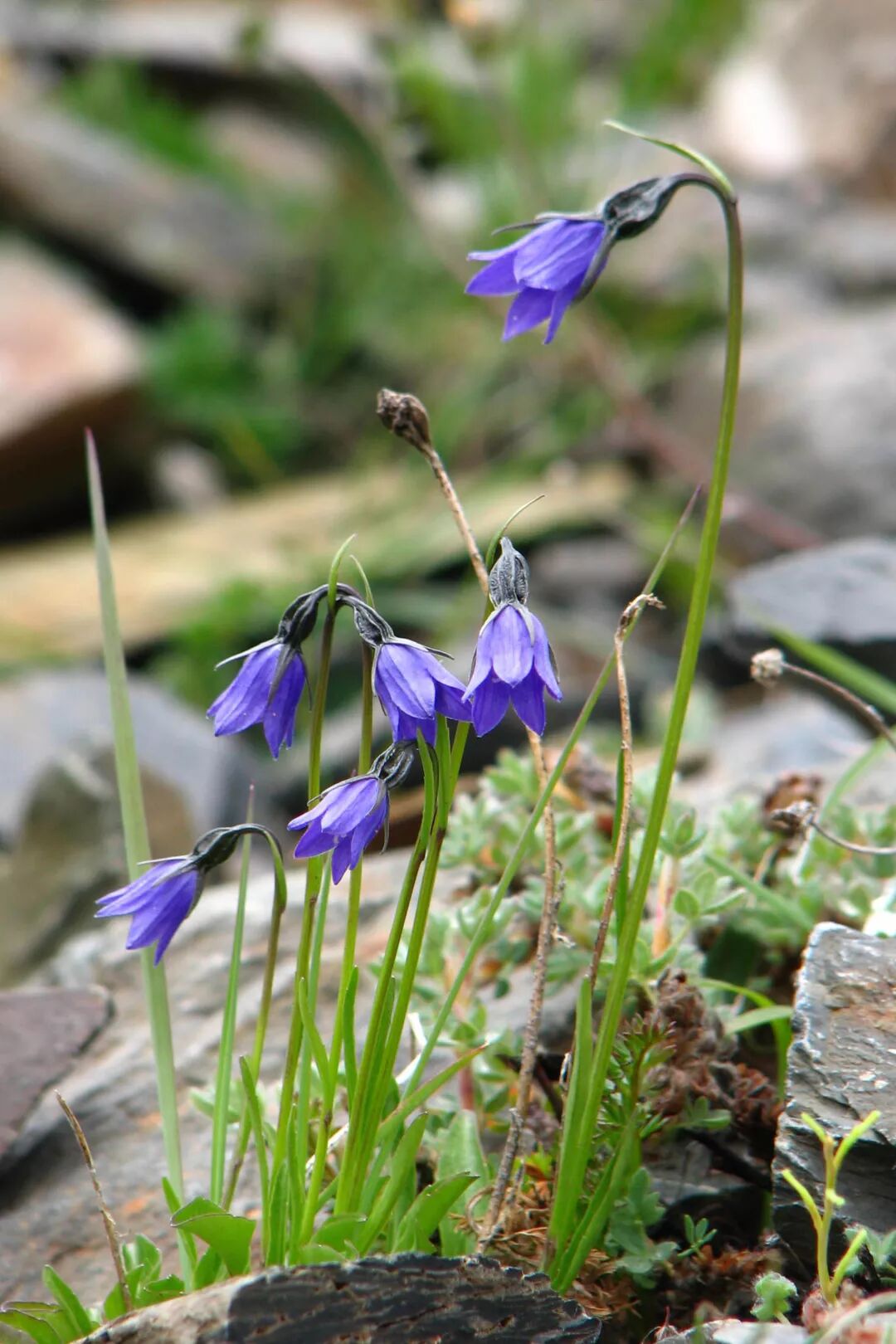 藏滇风铃草c. immodesta基生叶莲座状,具长叶柄.丝茎风铃草c.