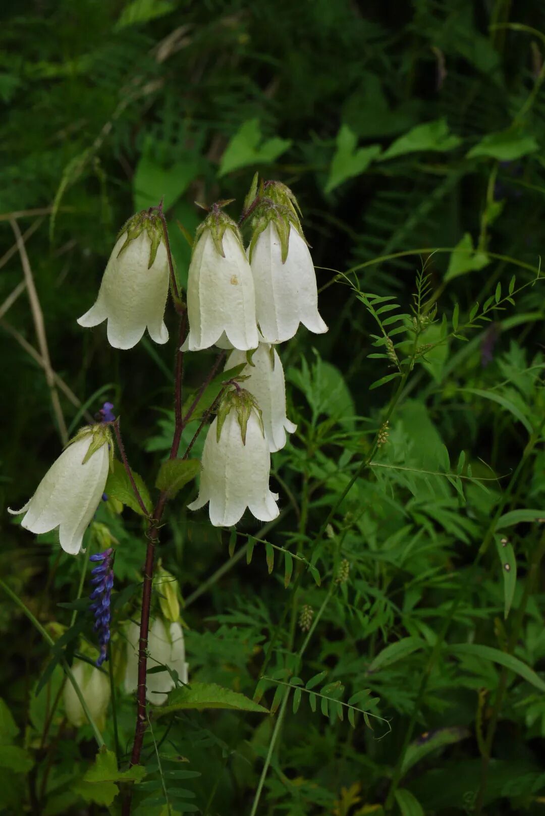 在山的那边海的那边有一群蓝精灵它们名为风铃草