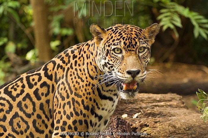 onca圖片:richard du toit它的斑紋是空心玫瑰圓斑豹panthera pardus