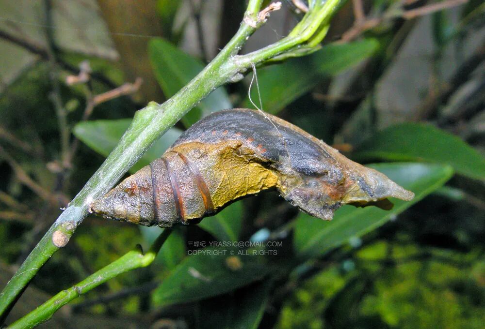 蝴蝶中的祝英台 原来是男装小姐姐 物种日历 微信公众号文章阅读 Wemp