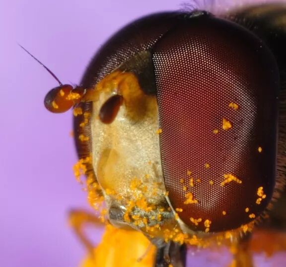 说完了相似的地方,我们就来找茬吧,怎么区分蜜蜂和食蚜蝇呢?
