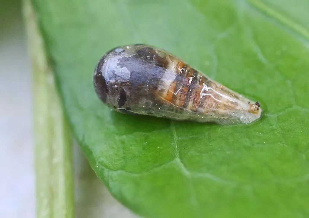 图片:entomart / wikimedia commons怕冷又怕热的传粉大使黑带食蚜蝇