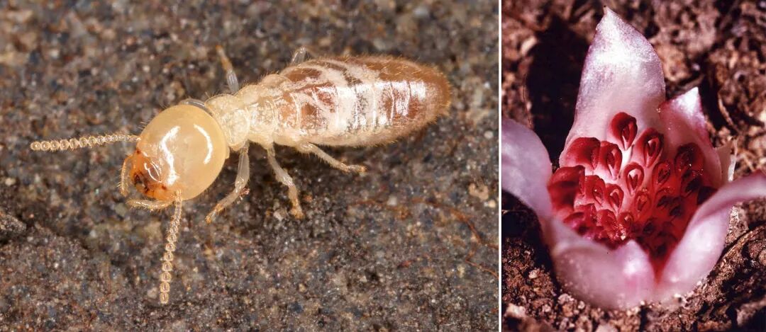 冷知识切叶蚁切割叶片不为吃而是为了种庄稼