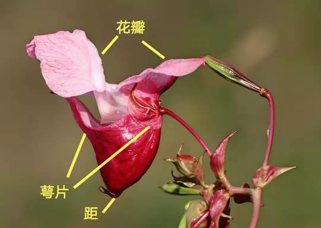 凤仙花花朵结构图片