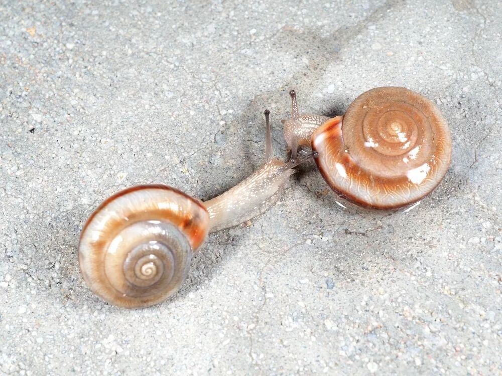 在分类上,条华蜗牛隶属于坚螺科(camaenidae)巴蜗牛亚科(bradybaenin