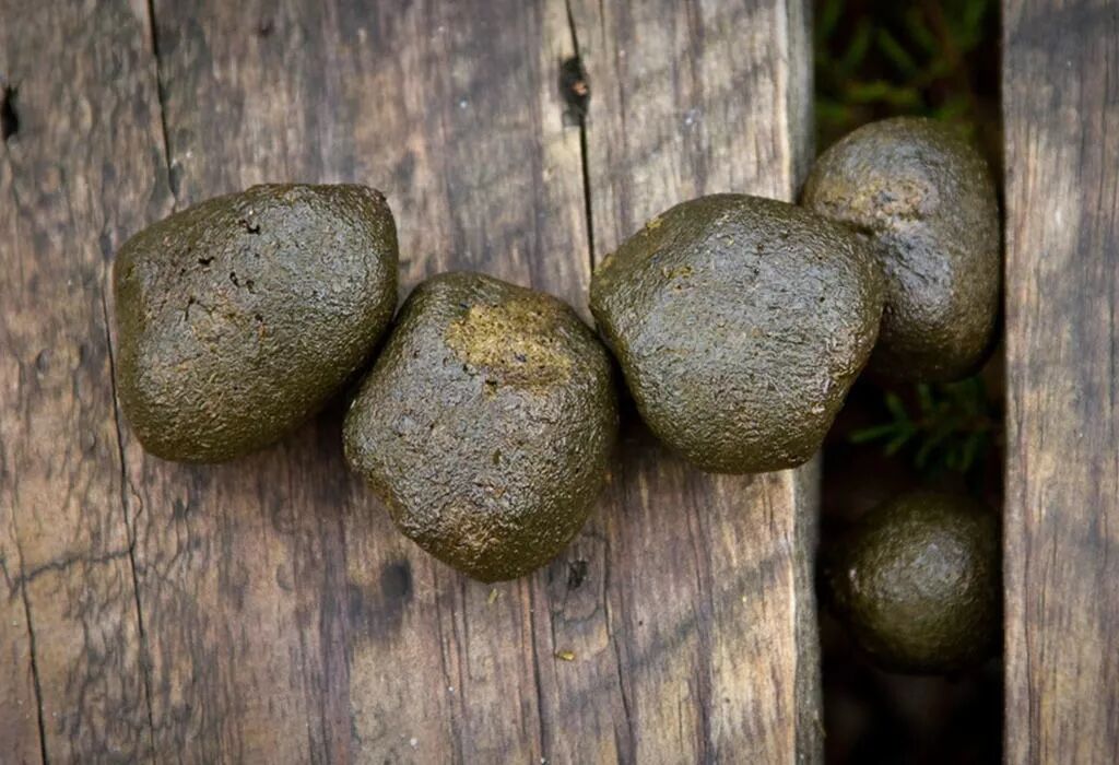 对于树袋熊来说,方形便便的主要用途,是用来标记领地.