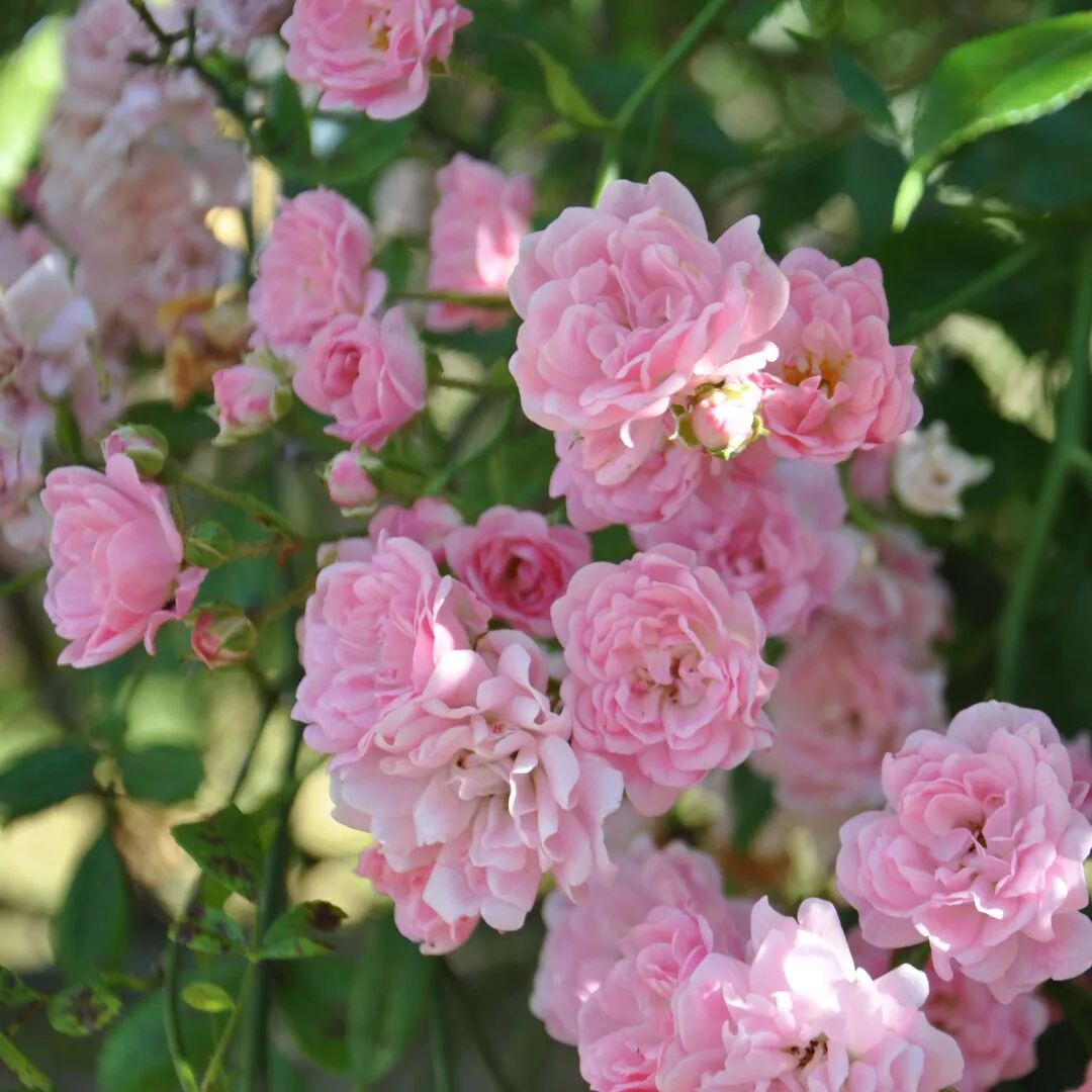 木香花的花色太单调了,于是还培育出了木香花的粉色品种r