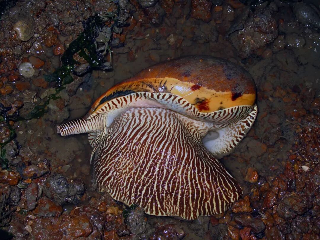 不论是管角螺(hemifusus tuba),泥东风螺(babylonia lutosa)这样的"