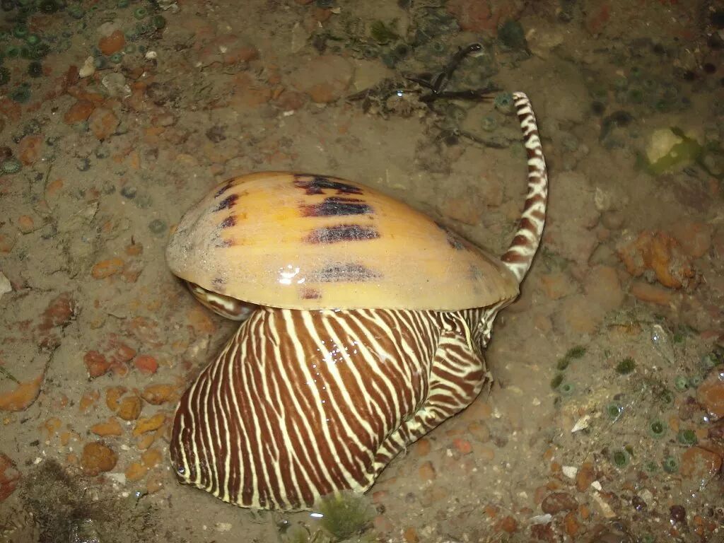 不论是管角螺(hemifusus tuba),泥东风螺(babylonia lutosa)这样的"