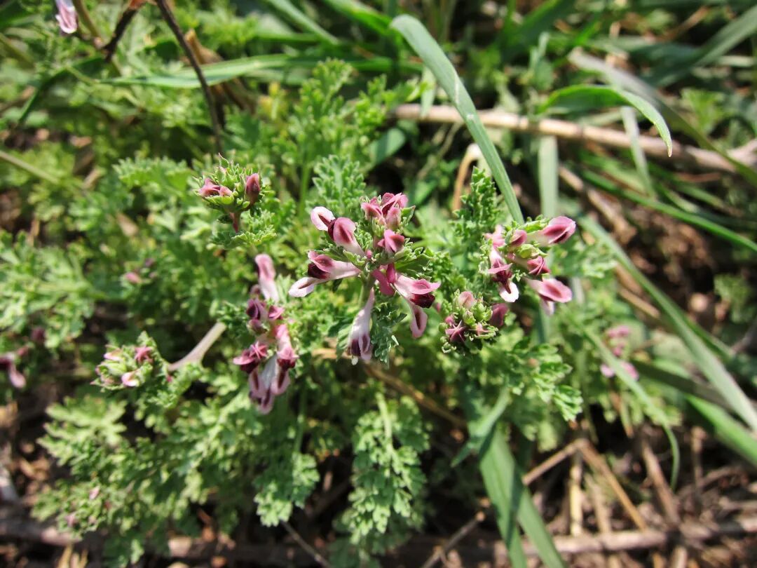 俗称,比如夏天无(伏生紫堇)corydalis decumbens和地丁草corydalis