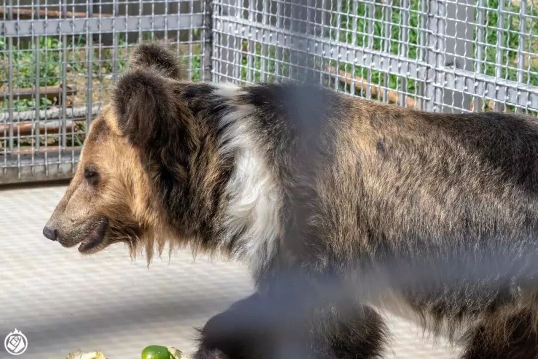 部分的棕熊大多都是西藏亚种(ursus arctos pruinosus),也叫藏马熊,蓝