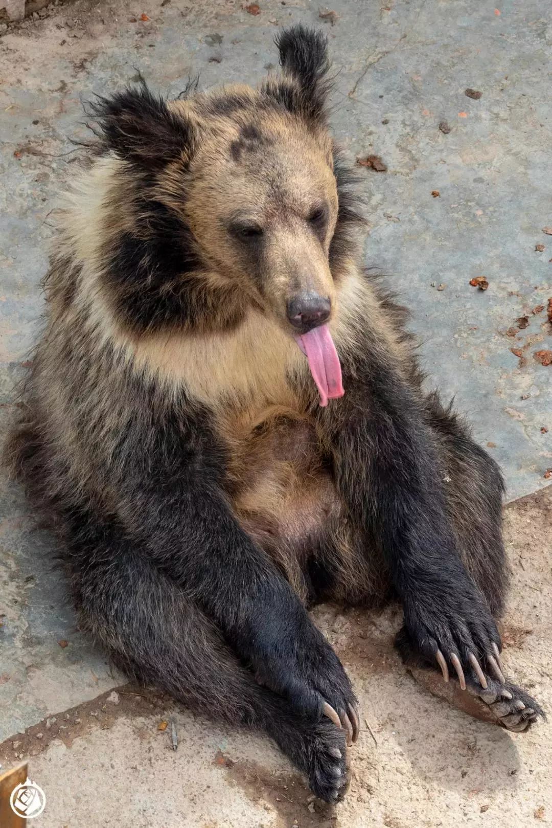 西寧動物園的西藏棕熊,注意那對長長的爪子.