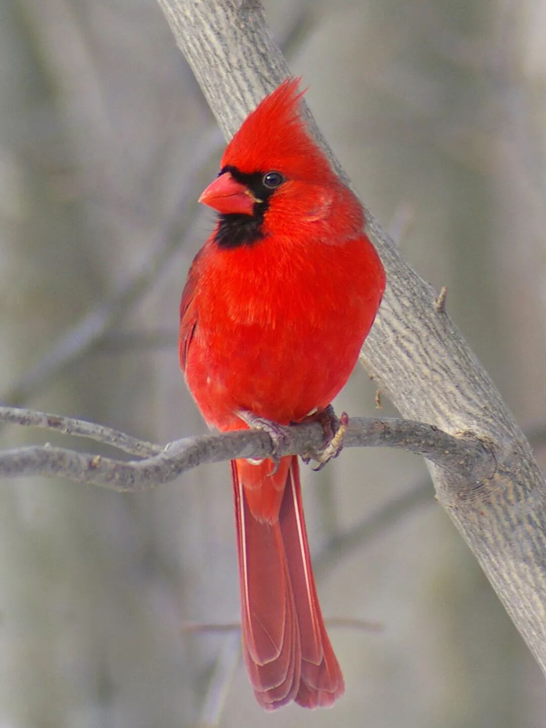 鸟身上,它们全身除了嘴喙基部连着眼睛的一小圈黑色,其他地方都是红色