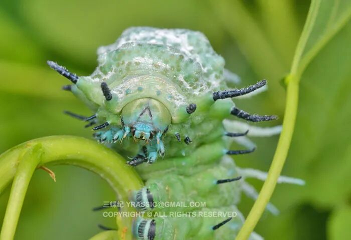 图片:三蝶纪夹竹桃天蛾幼虫头部.