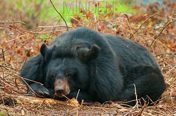 亚洲黑熊向来过着独居生活,当然,交配季除外