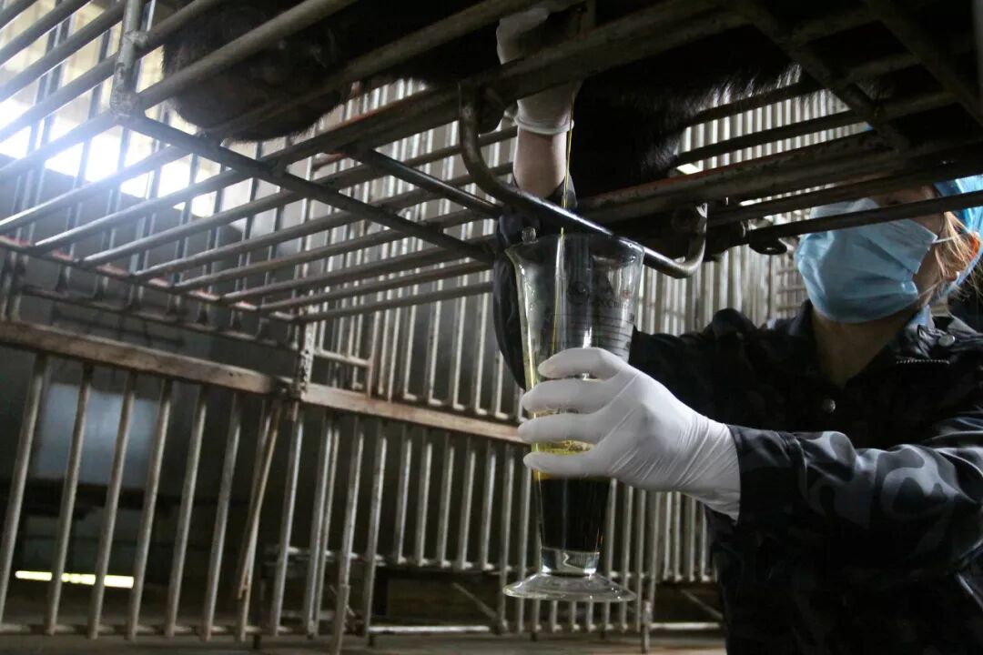 拿圈养的活熊取胆来保护野外的黑熊别做梦了