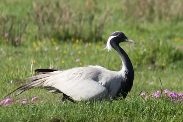 鹤顶虽红但与毒药无关