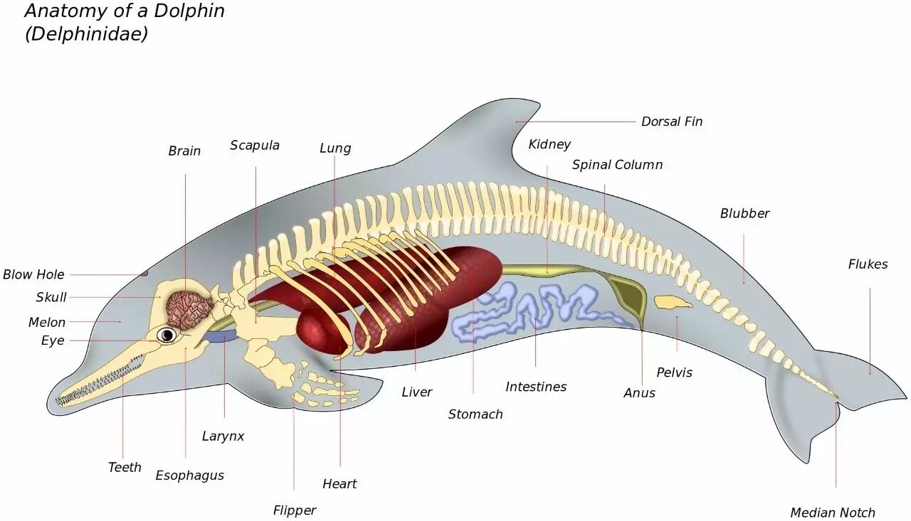 海豚才不是没有故事的微笑天使