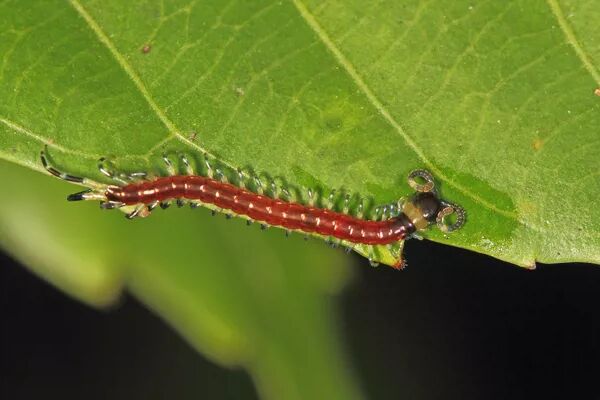 端午要吃五毒饼饼上花纹都是哪五毒