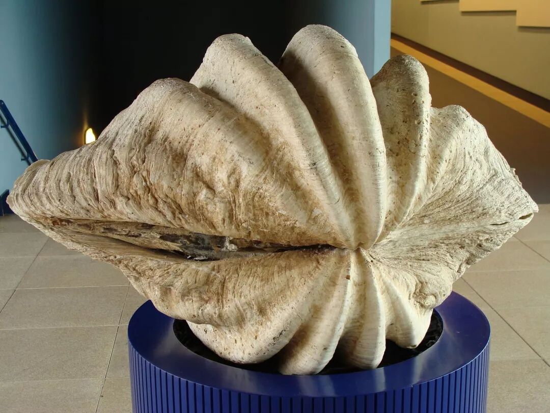 最大的贝壳长在礁石上一动不动,要怎么交配啊?| 果壳 科技有意思