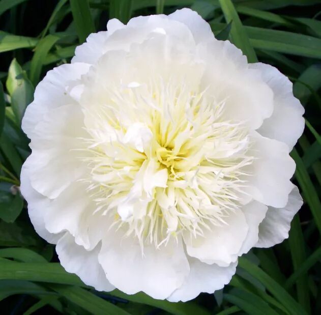 牡丹算什么芍药才是上得厅堂下得厨房的头牌